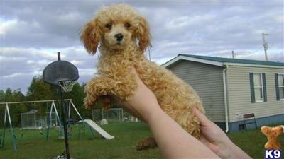 Dogs for Sale