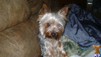 Dogs for Sale