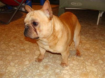 Stud Dogs - French Bulldog