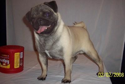 Stud Dogs - Pug