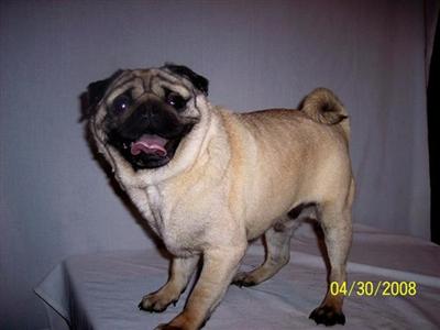 Stud Dogs - Pug