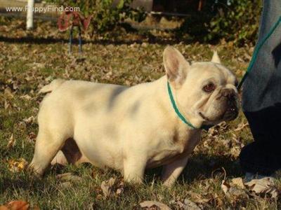 Stud Dogs - French Bulldog