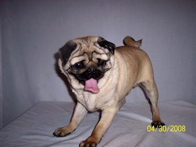 Pug Puppies for Sale