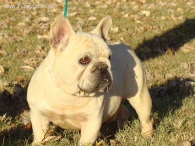 French Bulldog Puppies for Sale