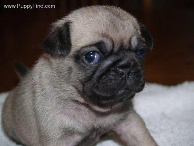 Dogs for Sale in KY