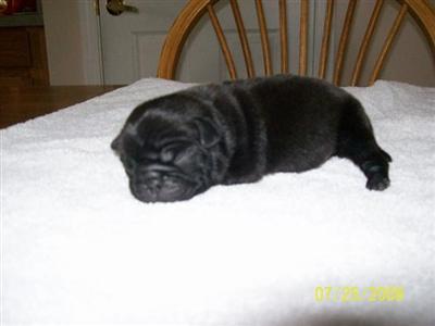Pug Puppies for Sale