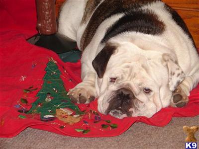 Dogs for Sale in MI