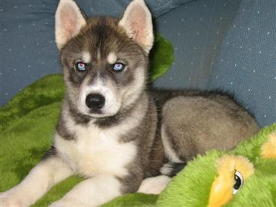 Siberian Husky Puppies for Sale