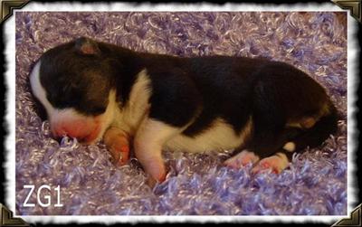 Siberian Husky Puppies for Sale