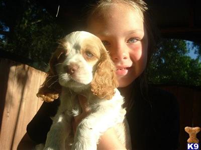 American Cocker Spaniel Puppies for Sale