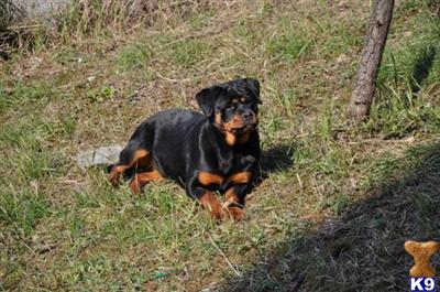 Dogs for Sale in CO