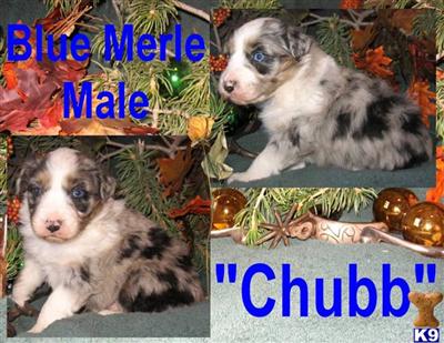Puppies in NM