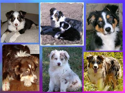Puppies in Belen