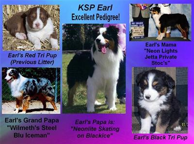 Stud Dogs in NM