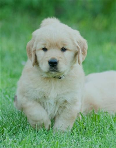 Puppies in KS