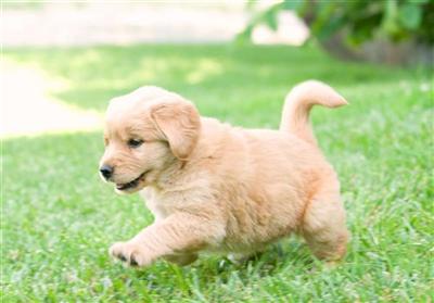 Puppies in KS