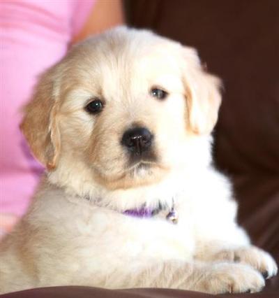 Puppies in KS