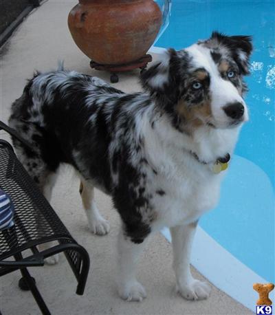 Miniature Australian Shepherd Puppies for Sale