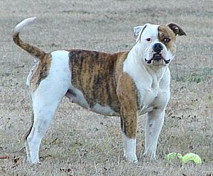 American Bulldog Puppies for Sale