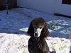 Dogs for Sale in IL