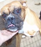 Dogs for Sale in CO