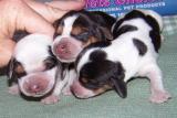 Beagle Puppies for Sale
