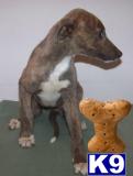 Greyhound Puppies for Sale