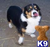 Dogs for Sale in CO