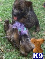Cairn Terrier Puppies for Sale