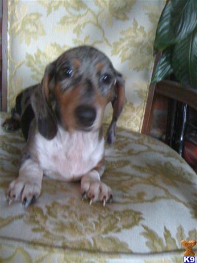 Dogs - Dachshund