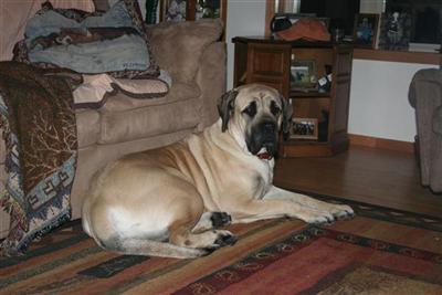 Mastiff Puppies for Sale
