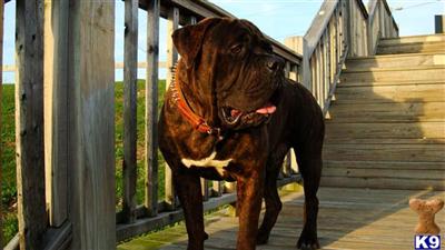 Stud Dogs - Old English Bulldog