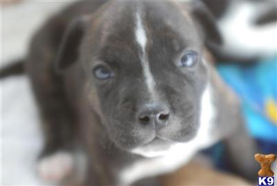 Puppies in AZ