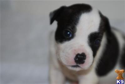 Puppies in AZ