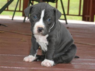 Puppies in Athens