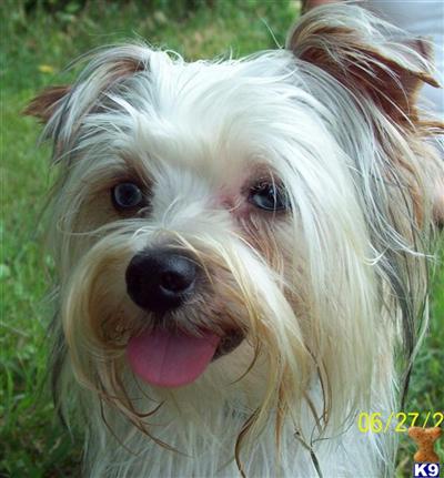 Dogs for Sale in TN