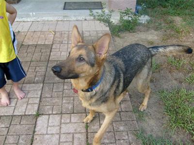 Female Dogs