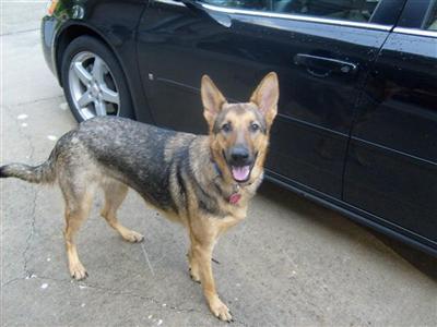 Female Dogs