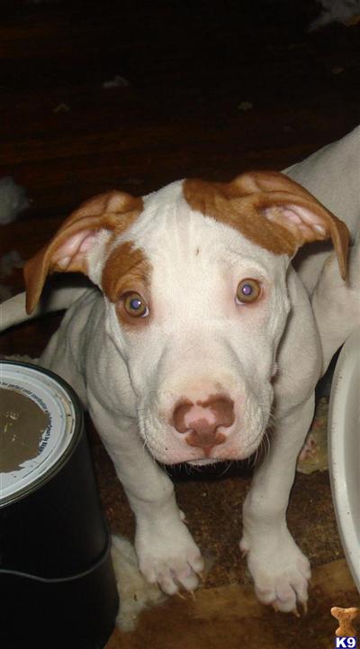Dogs for Sale in NC