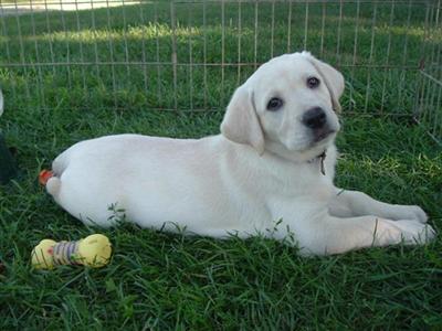 Puppies in WI