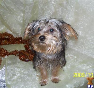 Yorkshire Terrier Puppies for Sale