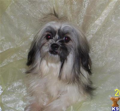 Shih Tzu Puppies for Sale