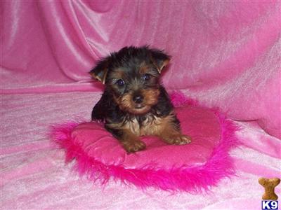 Puppies in MO