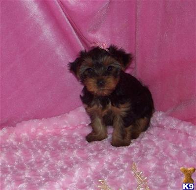 Puppies in MO