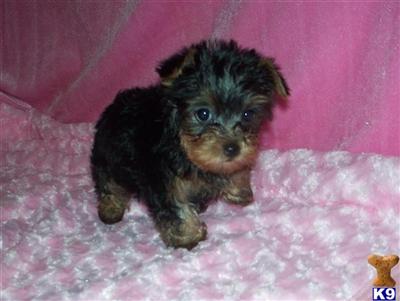 Puppies in MO