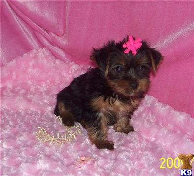 Puppies in MO