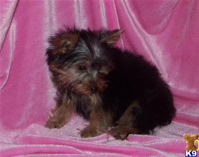 Puppies in MO