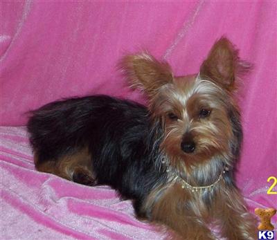 Yorkshire Terrier Puppies for Sale