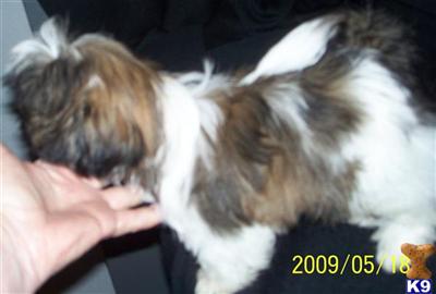 Shih Tzu Puppies for Sale