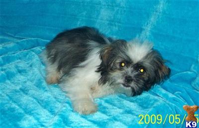 Shih Tzu Puppies for Sale